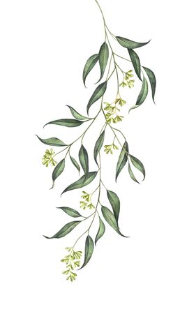 Elegant eucalyptus branch with seeds isolated on white background. Watercolor hand drawn illustration.の写真素材