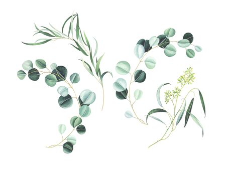 Set of eucalyptus branches isolated on white background. Watercolor hand drawn illustration.の写真素材