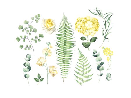 Botanical set of eucalyptus branches, fern and yellow flowers isolated on white background. Watercolor hand drawn illustration.の写真素材