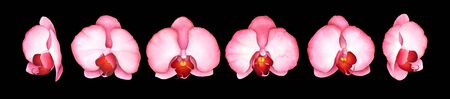Set of pink orchids isolated on black background. Watercolor hand drawn illustration.の写真素材