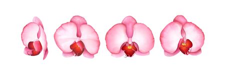 Set of pink orchids isolated on white background. Watercolor hand drawn illustration.の写真素材