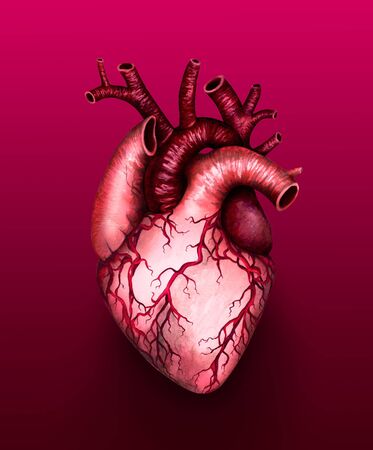Anatomical human heart isolated on maroon background. Watercolor hand drawn illustration.の写真素材