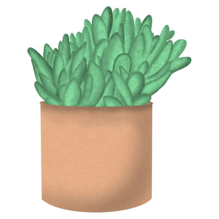 succulent, plant, potted plant, clipart, illustration, drawing,の写真素材