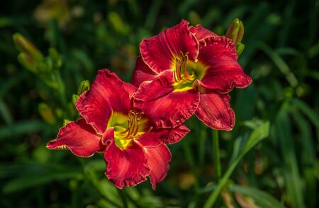 Two scarlet red daylilies blooming in a cluster with other Hemerocallis in a garden on a hot mid summer day.の写真素材