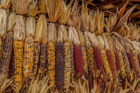 Colorful indian corn hanging at a pumpkin farm in autumnの写真素材