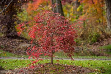 Small bright red ornamental japanese maple tree up close in autumn with other fall colors in the backgroundの写真素材