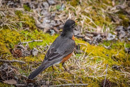 A common robin standing on the grass listening for worms in the ground as its walks across the backyard on a sunny day in spring close upの写真素材