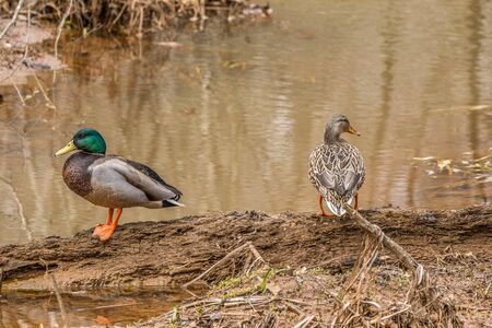 Two ducks male and female mallard standing at the wetlandsの写真素材