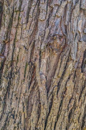 Old growth tree with a knot and lots of textures crevices and has colors from different mosses and lichen growing in between the barkの写真素材