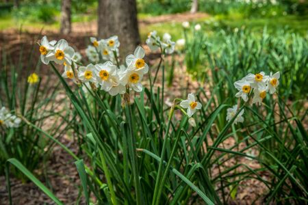 A cluster of fully bloomed white daffodils with yellow centers filled with pollen growing around the trees in the woodlands on a sunny day in springの写真素材