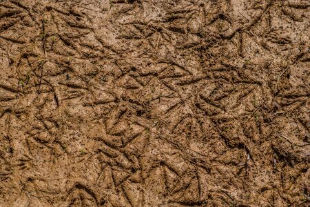 Several imprints of ducks and geese footprints in the wet mud in the wetlands forming textures and a abstract background on a sunny dayの写真素材