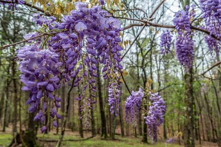 Several blooming purple wisteria flowers hanging on a vine with water droplets from the rainfall in early springの写真素材