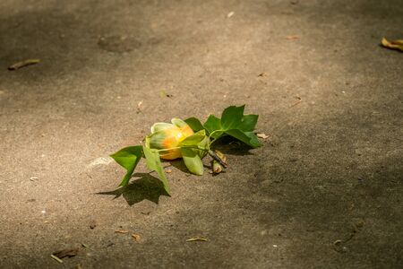 A tulip tree flower intact with tulip shaped leaves attached to a branch that has fallen to the...
