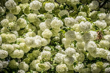 A large hydrangea bush full with white snowball cluster of flowers in bloom on a sunny day in...
