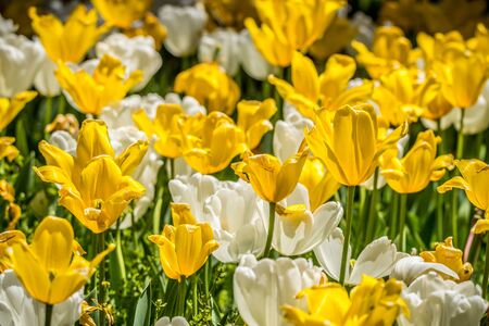A cluster of bright white and yellow tulips in full bloom mixed together with the sunlight shiny through on a spring day closeupの写真素材