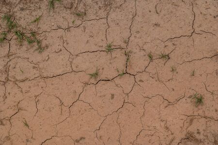 Drought conditions causing the mud to dry up and crack with some grass still growing on the surface...