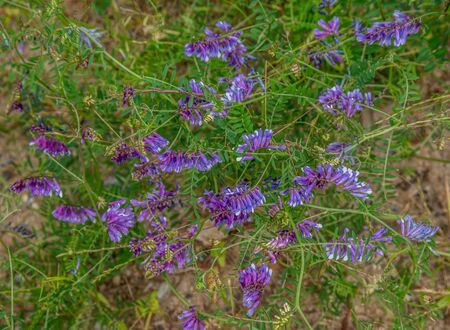 Vibrant purple flowering cow vetch or bird vetch wildflowers growing along the roadside in grass on...