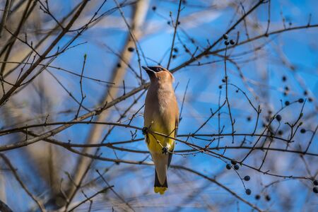 A single cedar waxwing bird perch on a branch full of berries with a blue sky in the background in late winterの写真素材