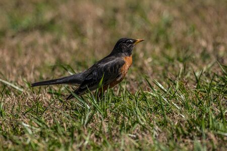 A common robin bird standing on the grass listening for worms in the ground as it walks across the yard on a sunny day in springtimeの写真素材
