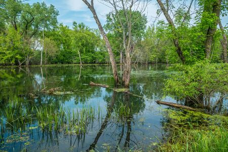 A beautiful reflection of the woodlands in the wetland of the Trempealeau wildlife refuge with...
