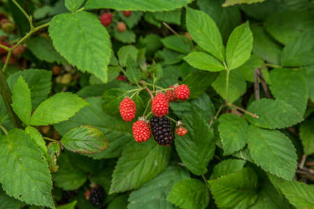 Closeup of a bush of blackberries ripening from red to black then ripe to pick and eat in the...
