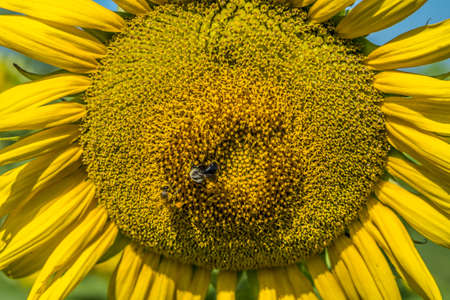 A couple of different kinds of bees being covered in pollen collecting from the large sunflower closeup on a sunny day in summertimeの写真素材