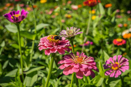 A single honeybee collecting pollen from the vibrant pink zinnia flower in a field on a bright sunny...