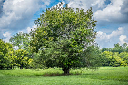 A huge large old tree stands tall in the middle of the field with the woodlands in the background on a partly cloudy sunny day in summerの写真素材