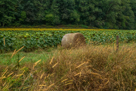 A rolled hay bale in front of a sunflower field that is still blooming with the woodlands in the...