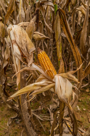 Some ripe corn still left on the stalk after the harvest a bright golden ear of corn abandoned in...