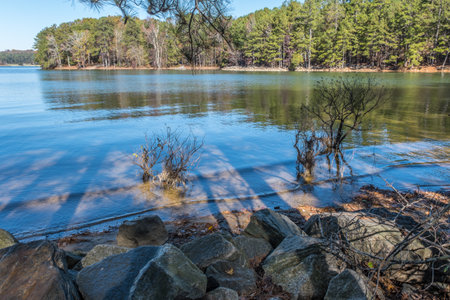 Looking through trees in the shade on a sunny day at the shoreline at Lake Lanier in Georgia in late autumnの写真素材