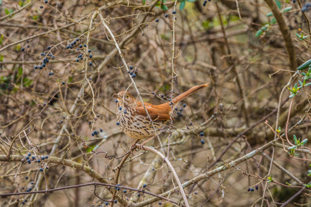 A young brown thrasher bird sitting on a branch full of berries with dirt on its beak from forging...