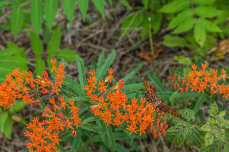 A single spangled fritillary butterfly feeding on the nectar of bright orange flowers of a butterfly weed plant in a garden closeup on a sunny day in summertimeの写真素材