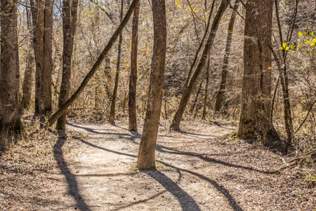 A tree in the middle of the trail that splits off to the left and to the right in the forest with the bare trees casting shadows on a bright sunny day in wintertimeの写真素材