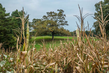 Standing in a cornfield in the foreground looking out at a large tree with two attached hanging...