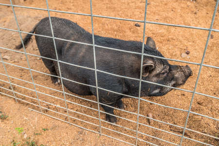 Looking downward at a friendly young potbelly black pig behind a wire fence in a pen outdoors at a...