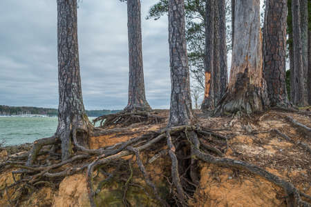 Decaying trees with exposed roots hanging on at the edge of the shoreline twisted and tangled from erosion at the lake on a cloudy day in early springtimeの写真素材
