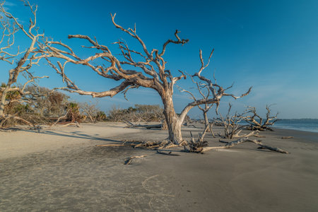 A dead weathered tree with long limbs a nature sculpture on the beach with other fallen trees decaying driftwood at Jekyll Island on a bright sunny dayの写真素材