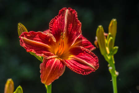 A bright red with a yellow center daylily fully opened closeup with unopened buds in the background on a hot sunny day in summertimeの写真素材