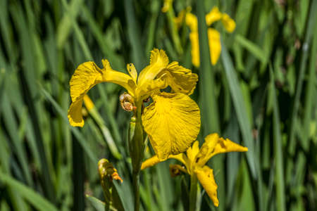 Bright vibrant yellow irises in full bloom closeup with the foliage and more flowers in the...