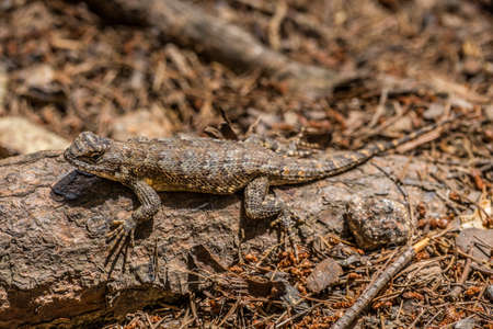 Eastern fence lizard sitting on a tree log on the ground blending in its surroundings closeup on a bright sunny day in late springtimeの写真素材