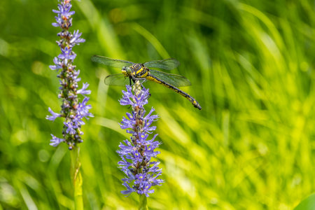 Large yellow dragonfly sitting on top of a purple pickerelweed aquatic plant in a pond with bright...