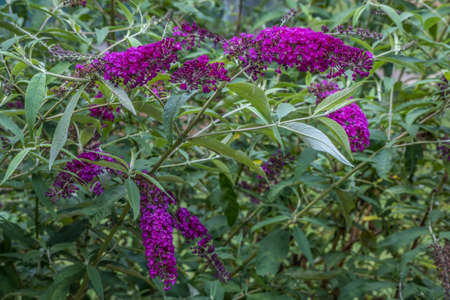 Branches full of blooming magenta color long flowers attracting bees butterflies and other insects...