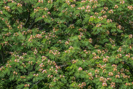 Large mimosa tree in full bloom with light airy feathery pink to magenta flowers on branches with lush foliage on a sunny day in springtime backgrounds and texturesの写真素材