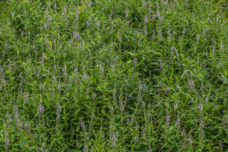 American germander also know as wood sage growing wild in a open field in the woodlands with little...