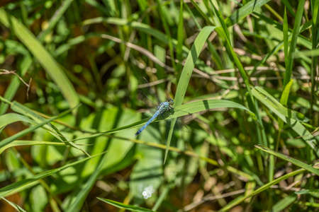Large light blue dragonfly perched on a blade of grass above the water at the wetlands on a bright...
