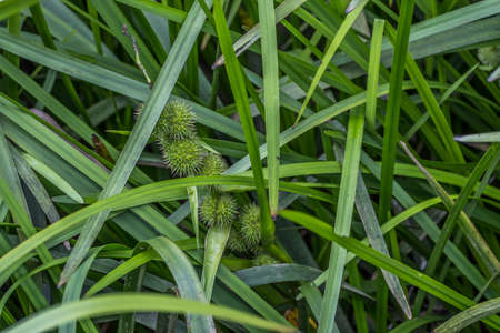 Closeup view of a Bur reed aquatic plant partially submerged in the muddy water at the wetlands with newly ball shaped seed clusters growing on a stem out of the waterの写真素材