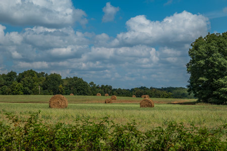 A rural farm scene of rolled hay bales sitting out in the field on a bright sunny day in late summertimeの写真素材