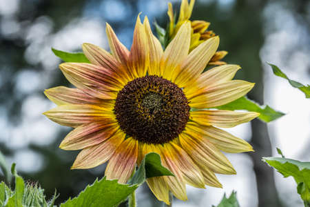 Multicolor sunflower yellow to red accents fully opened closeup view growing in a farm field on a sunny day in summerの写真素材
