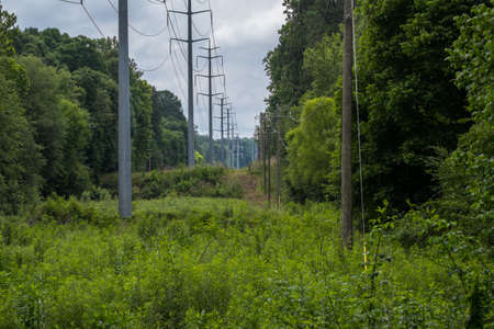 A clearing in a forest for power and communication lines hanging on poles parallel to each other in...